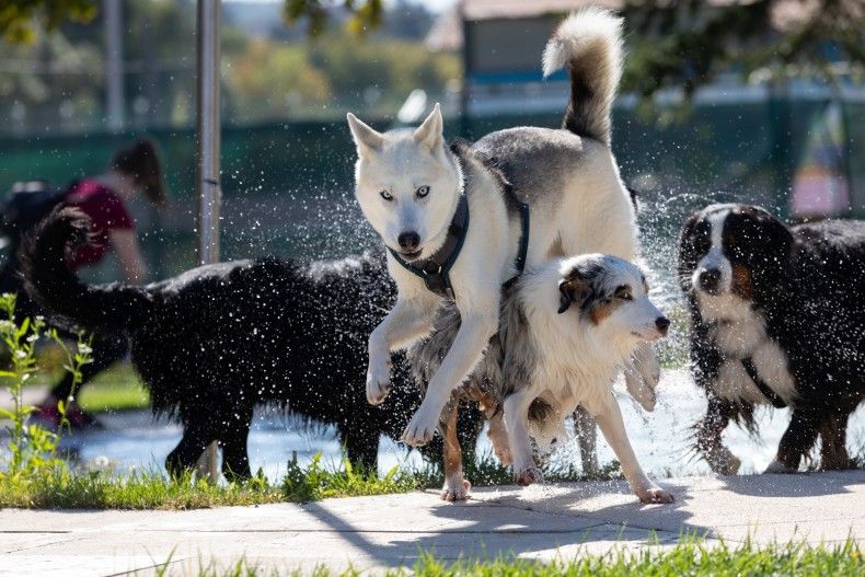 AA_Hundebadetage2_040926.jpg